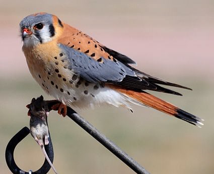 beautiful kestrel