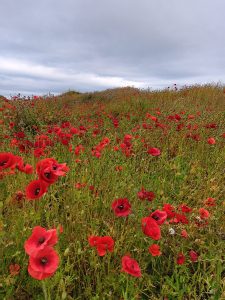 Poppies on the Doorie Hill in Burghead