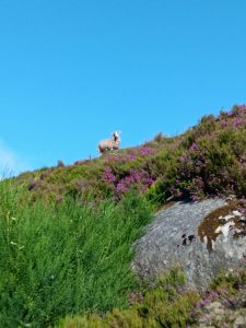 A Sheep in the heather