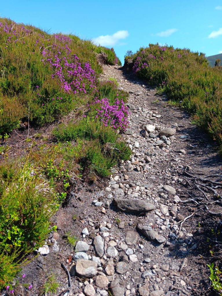 Highland Heather